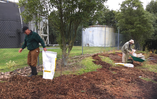 Spreading mulch. Cambridge Tree Trust